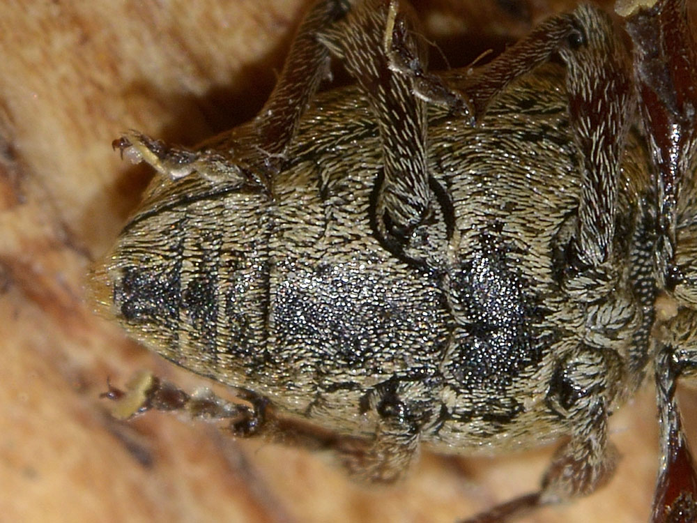 Curculio glandium